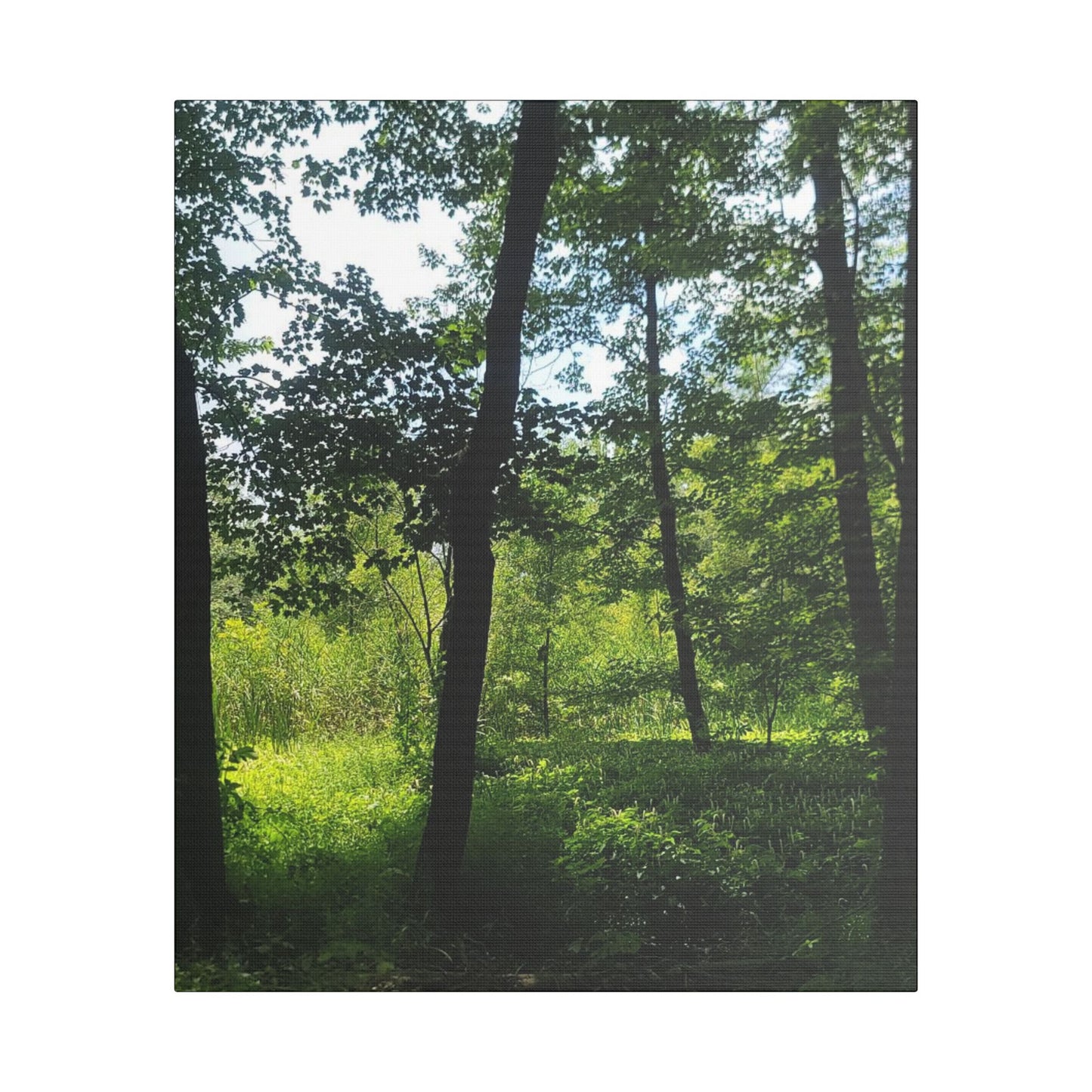 Scenic Canvas Wall Art - Nature-Inspired Home Decor, Forest Scene, Wall Hanging, Gift for Nature Lovers, Greenery Print