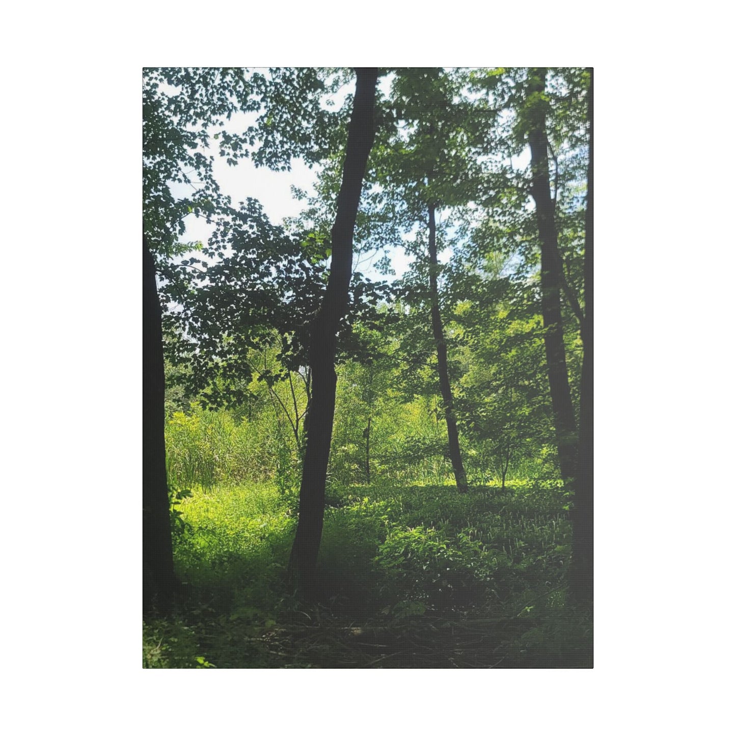 Scenic Canvas Wall Art - Nature-Inspired Home Decor, Forest Scene, Wall Hanging, Gift for Nature Lovers, Greenery Print