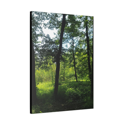 Scenic Canvas Wall Art - Nature-Inspired Home Decor, Forest Scene, Wall Hanging, Gift for Nature Lovers, Greenery Print