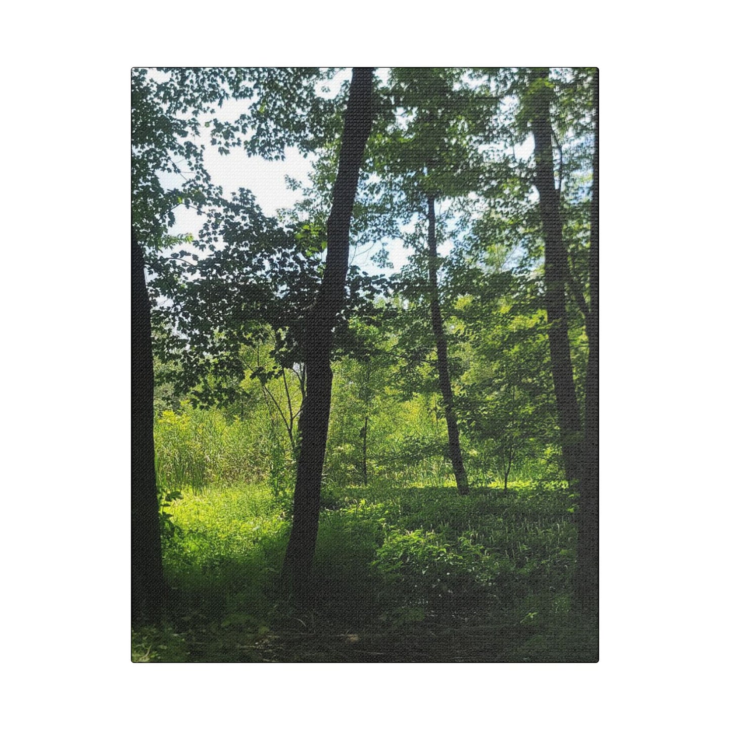 Scenic Canvas Wall Art - Nature-Inspired Home Decor, Forest Scene, Wall Hanging, Gift for Nature Lovers, Greenery Print