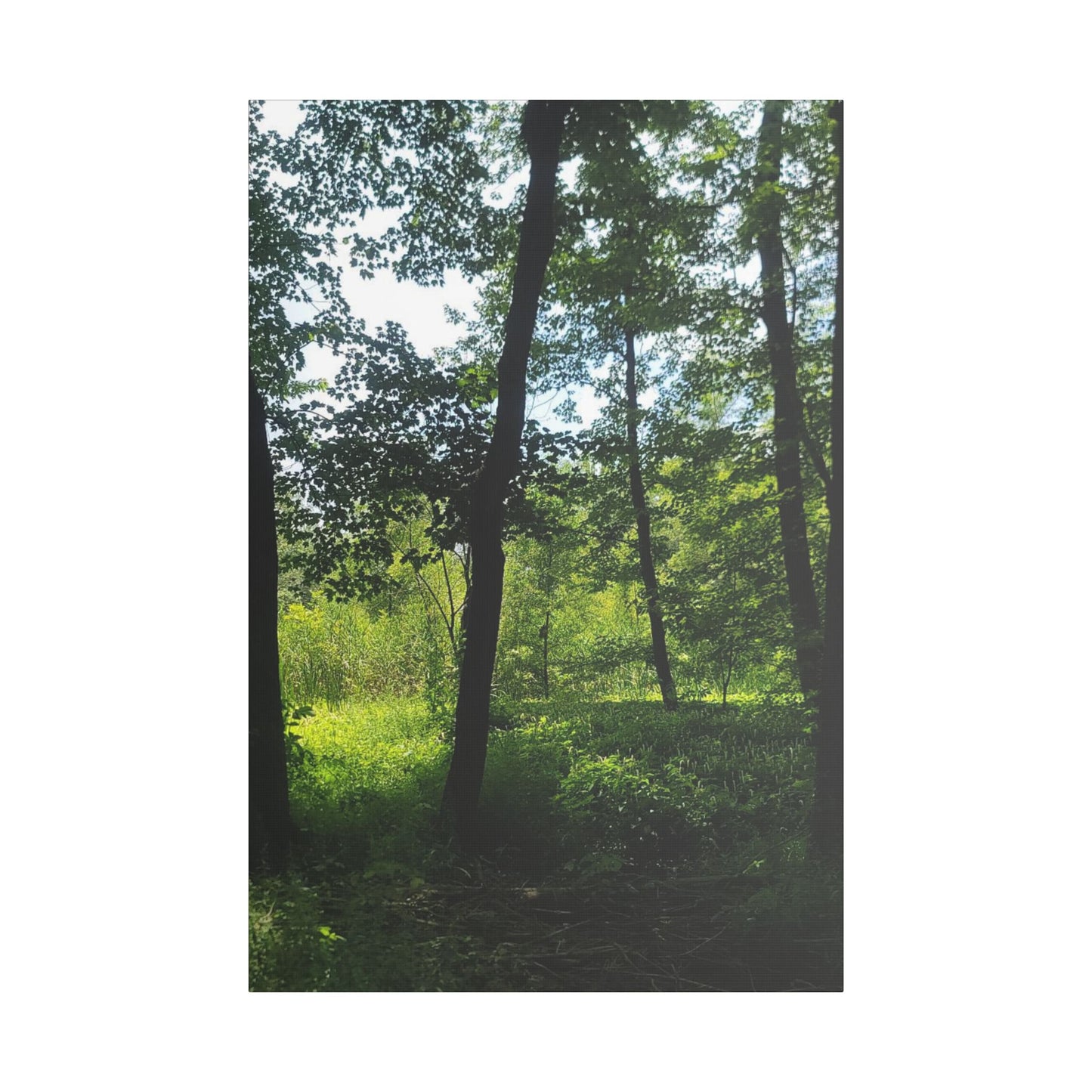 Scenic Canvas Wall Art - Nature-Inspired Home Decor, Forest Scene, Wall Hanging, Gift for Nature Lovers, Greenery Print